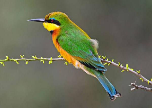 Lake Mburo: Uganda's Underrated Birding Gem