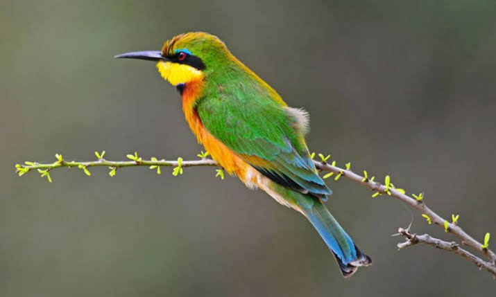 Lake Mburo: Uganda's Underrated Birding Gem