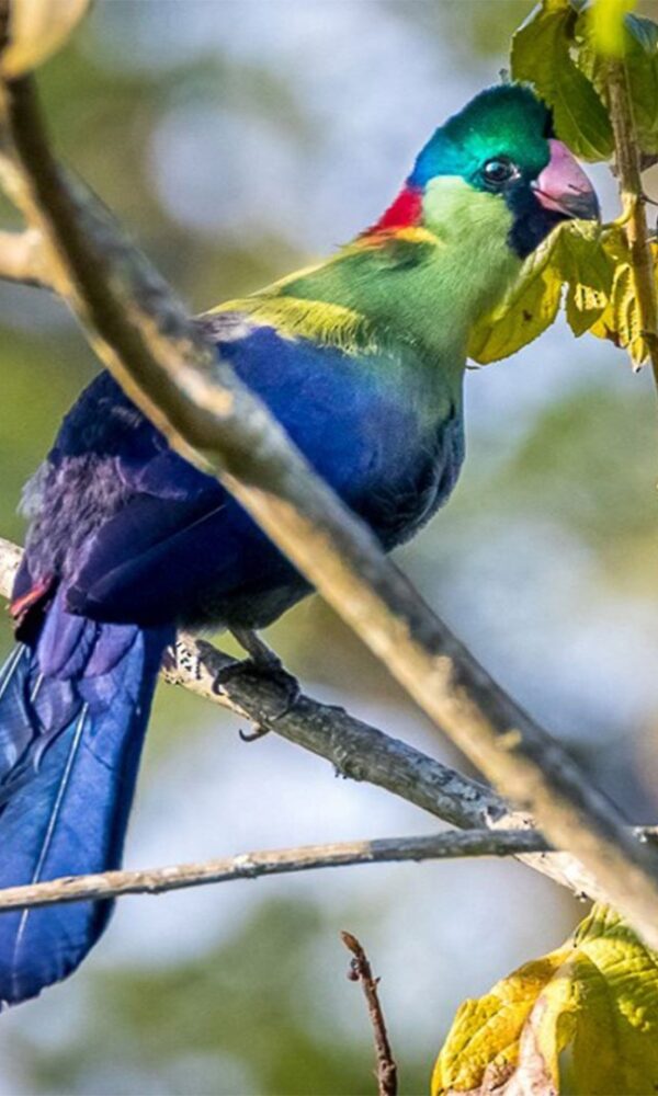 Mgahinga Gorilla National Park: Birding at High Altitude