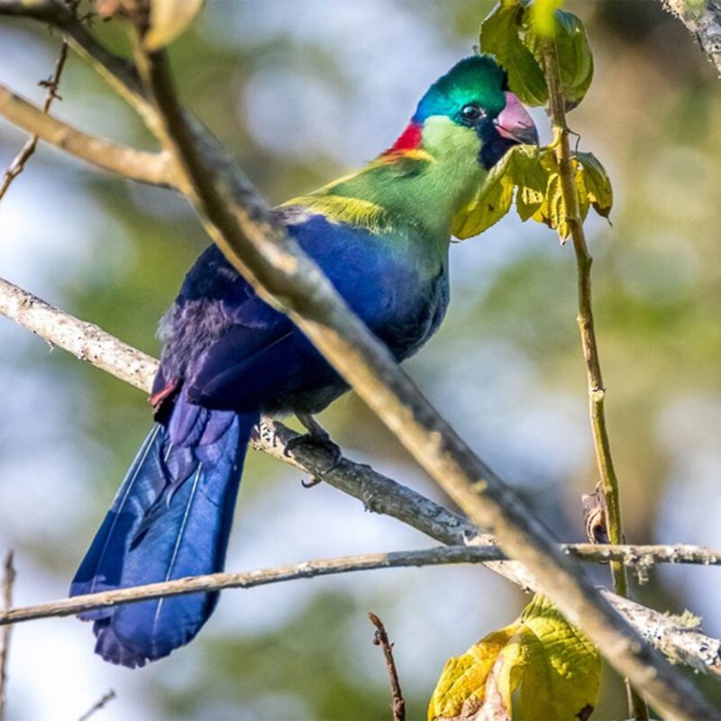 birding-in-mugahinga Mgahinga Gorilla National Park: Birding at High Altitude