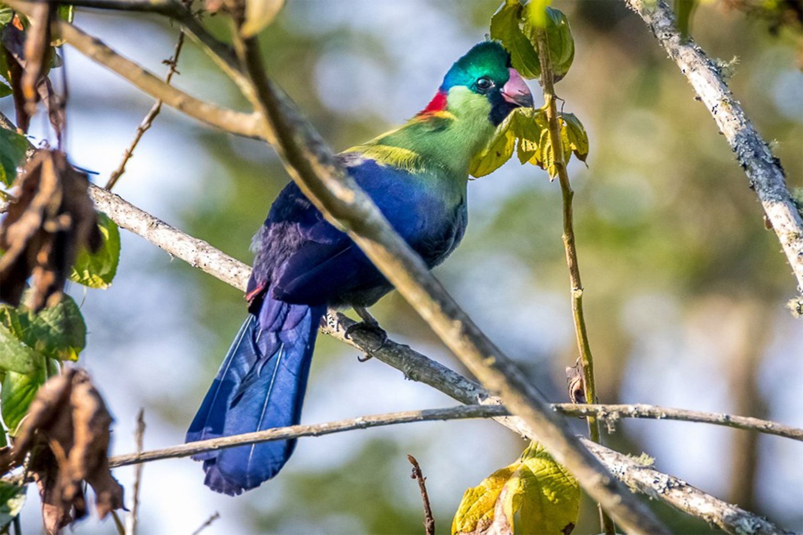 Mgahinga Gorilla National Park: Birding at High Altitude