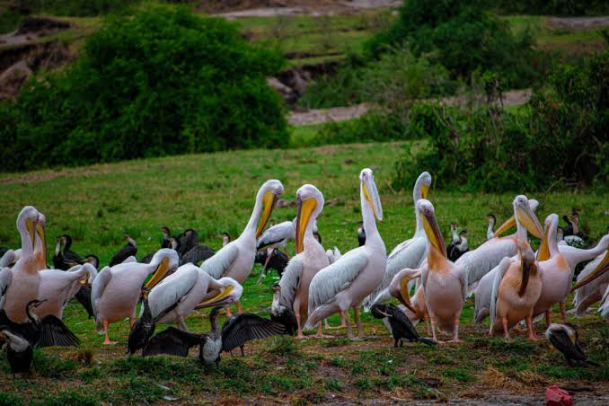 Birding safari journey across East Africa's diverse habitats with colorful native birds