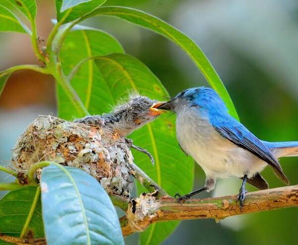 Murchison Falls: Where Birders Meet the Nile