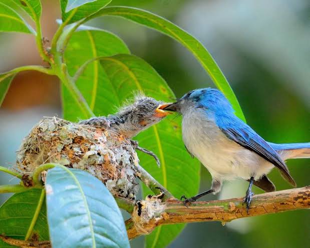 Murchison Falls: Where Birders Meet the Nile