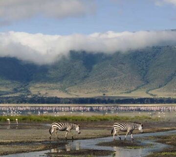 Ngorongoro Crater: A Birder's Paradise in a Volcanic Bowl