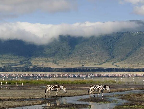 Ngorongoro Crater: A Birder's Paradise in a Volcanic Bowl
