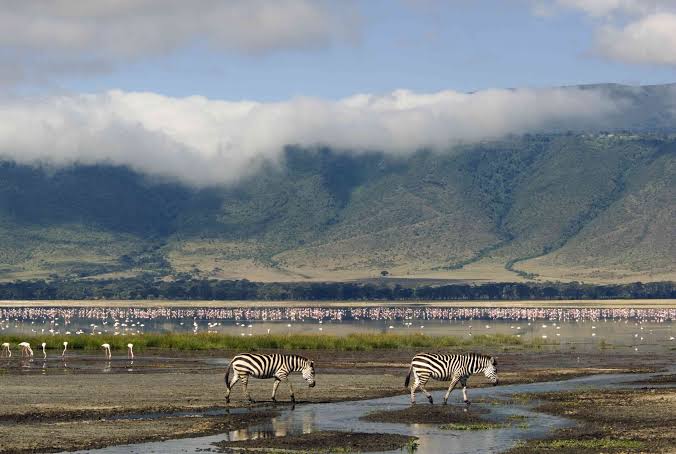 Ngorongoro Crater: A Birder's Paradise in a Volcanic Bowl