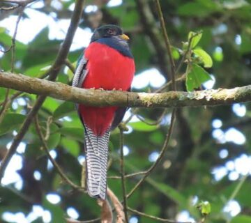 Nyungwe Forest National Park: Rwanda's Birding Crown Jewel