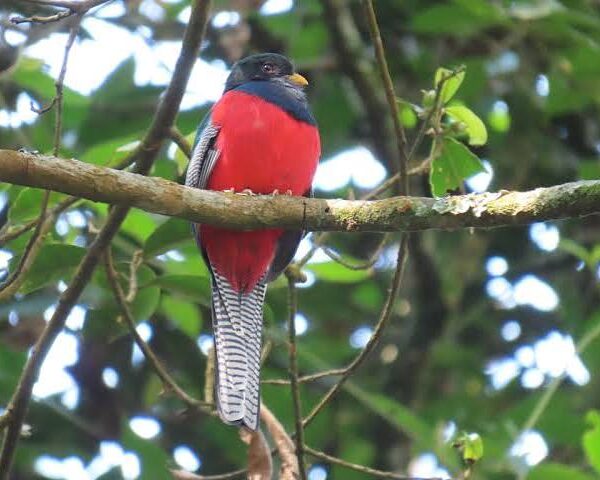 Nyungwe Forest National Park: Rwanda's Birding Crown Jewel