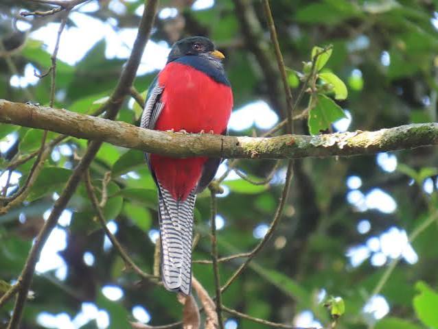 Nyungwe Forest National Park: Rwanda's Birding Crown Jewel