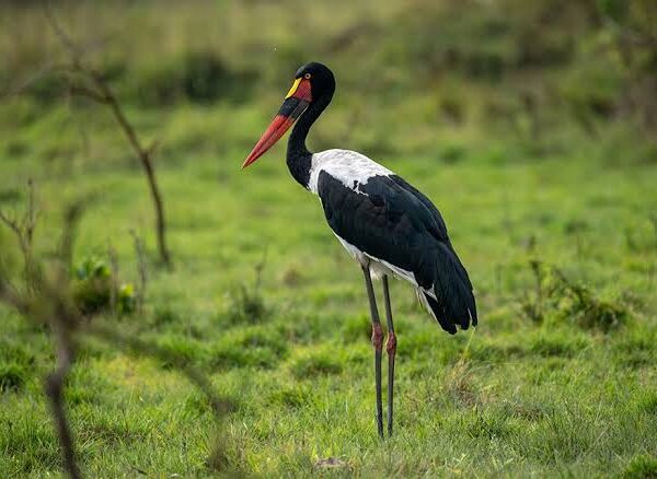 Queen Elizabeth National Park's Best Birding Hotspots
