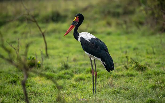 Queen Elizabeth National Park's Best Birding Hotspots