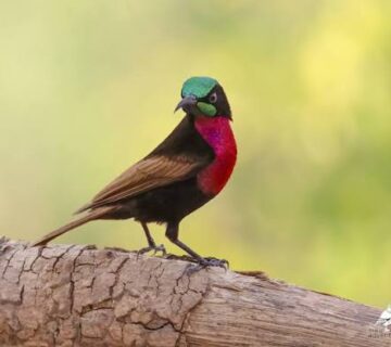 Rwanda's Albertine Rift Endemics You Can't Miss