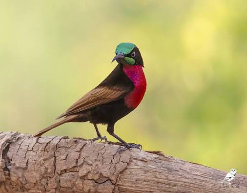 Rwanda's Albertine Rift Endemics You Can't Miss