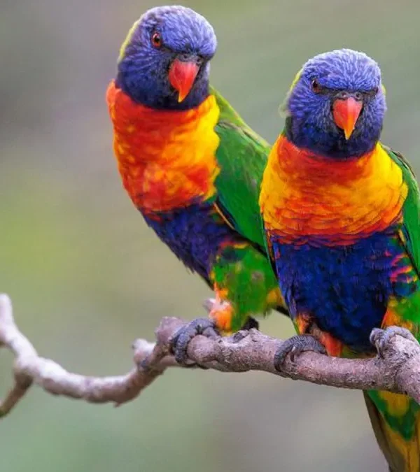 Semuliki National Park: Uganda's Congo Basin Bird Paradise
