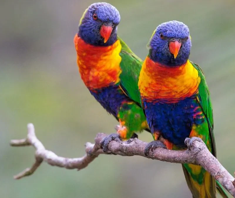 birding-in-semuliki Semuliki National Park: Uganda's Congo Basin Bird Paradise