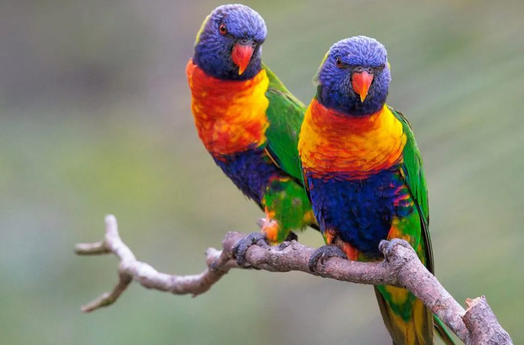 Semuliki National Park: Uganda's Congo Basin Bird Paradise