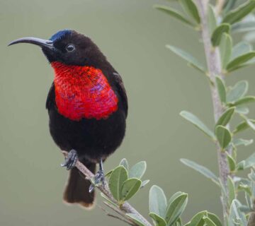 Serengeti Birding: Beyond the Great Migration