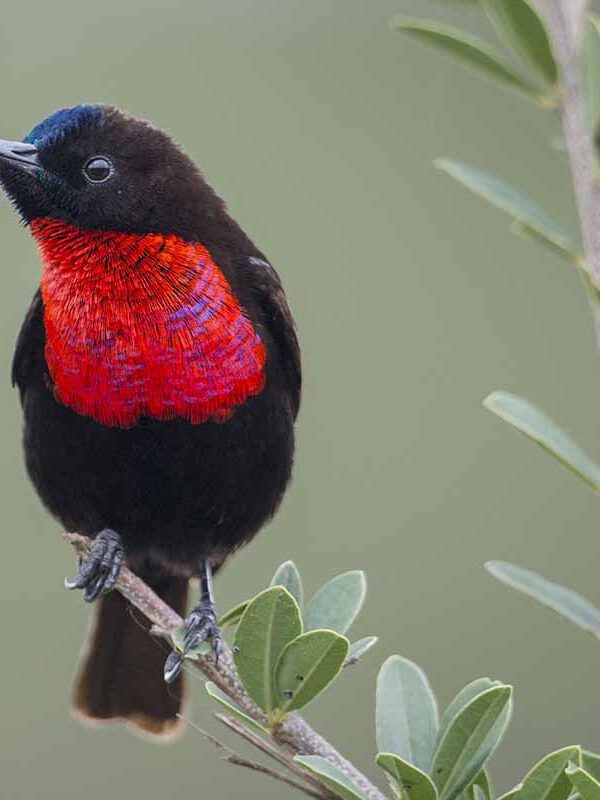 Serengeti Birding: Beyond the Great Migration