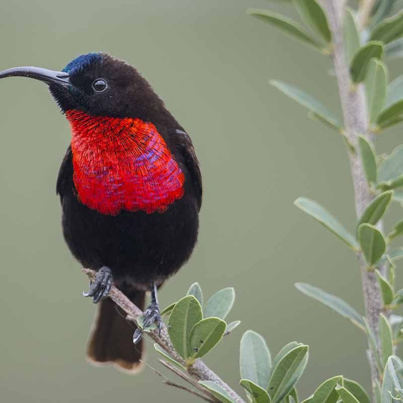 birding-in-serengenti Serengeti Birding: Beyond the Great Migration