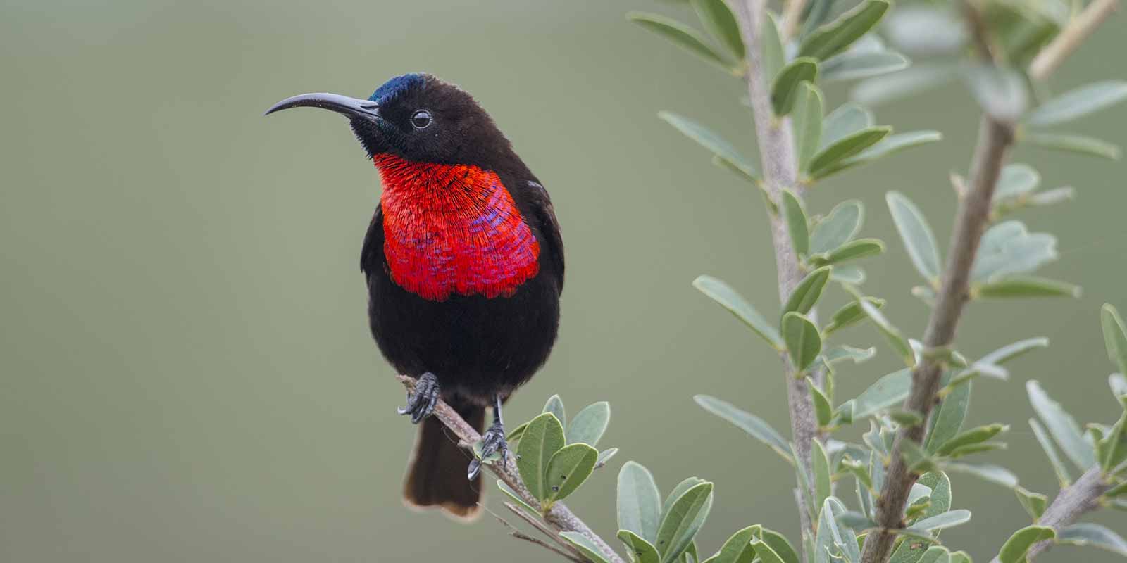 Serengeti Birding: Beyond the Great Migration