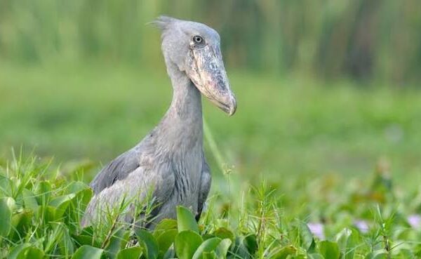 Birding Uganda in the Rainy Season: What to Expect