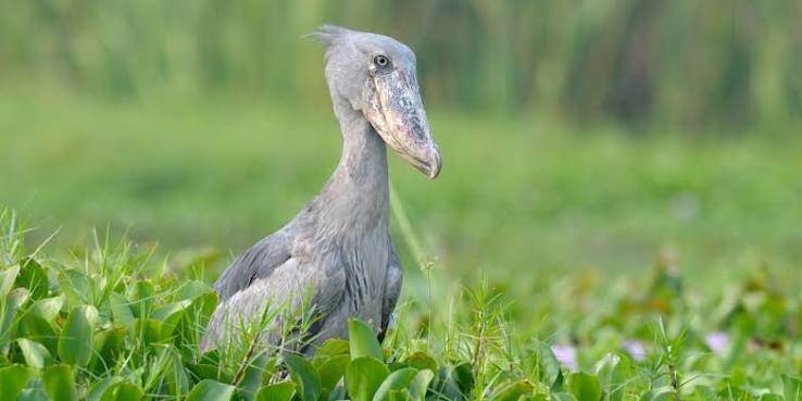 Birding Uganda in the Rainy Season: What to Expect