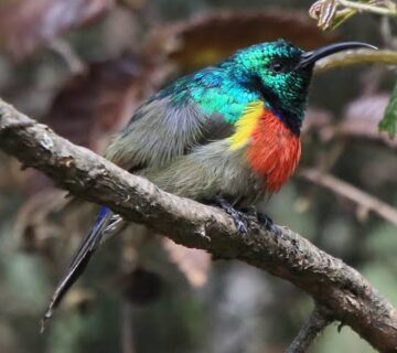 Volcanoes National Park: Birds of the Virunga Highlands