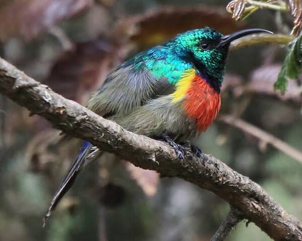 Volcanoes National Park: Birds of the Virunga Highlands
