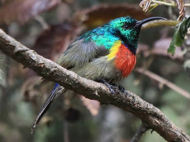 Volcanoes National Park: Birds of the Virunga Highlands