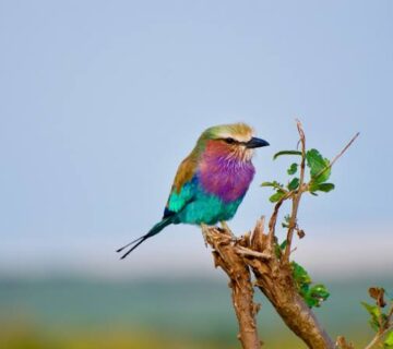 Rwanda in Bloom: Birding During the Wet Season