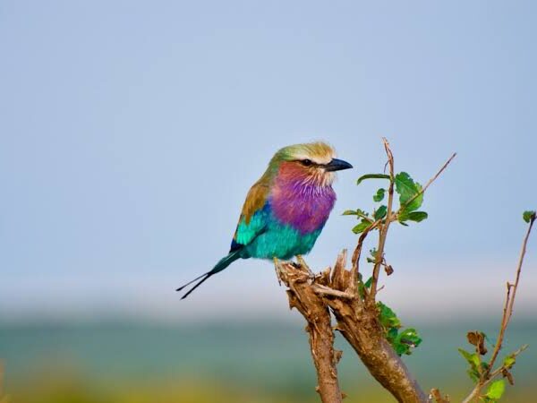 Rwanda in Bloom: Birding During the Wet Season