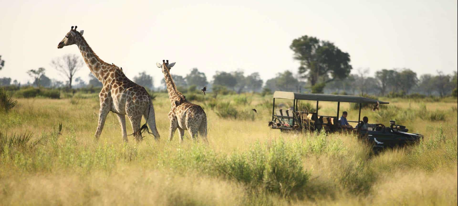 Birding safari across Kenya featuring flamingos, forests, lakes, savannas, and diverse bird specie