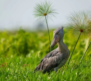 Ruhande Arboretum: An Overlooked Birding Spot Near Butare