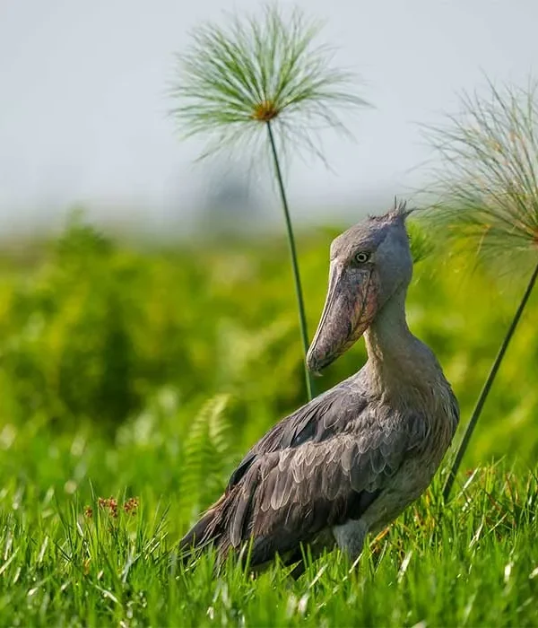 Ruhande Arboretum: An Overlooked Birding Spot Near Butare