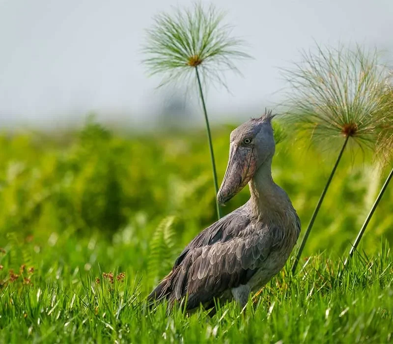 birding-near-butare Ruhande Arboretum: An Overlooked Birding Spot Near Butare