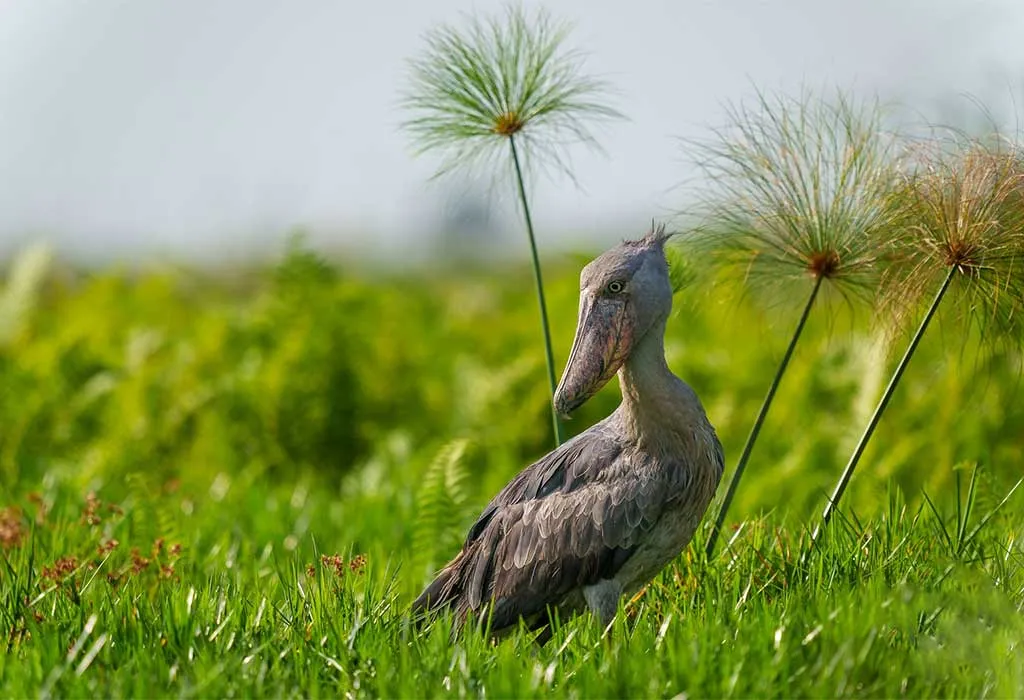 Ruhande Arboretum: An Overlooked Birding Spot Near Butare