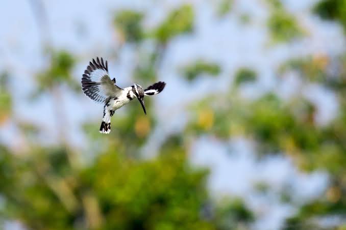 East African bird perched among lush wetlands during an affordable birding safari.