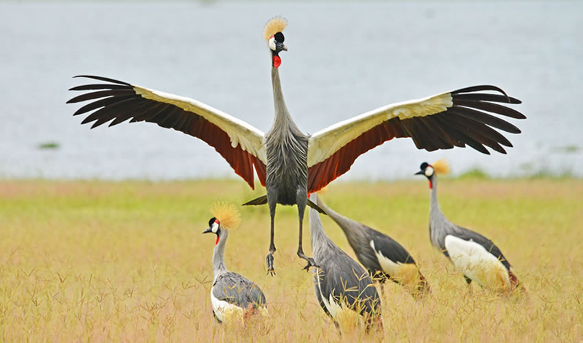 Murchison Falls landscape with colorful birds along the Nile River in Uganda