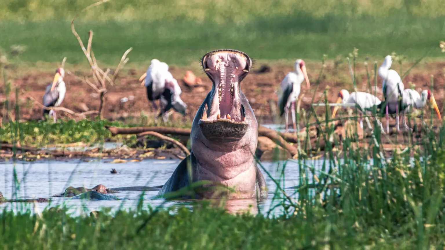 Queen Elizabeth National Park wetlands with colorful birds gathered along the scenic shoreline