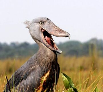 Uganda Birding Guide: The Shoebill Stork Edition
