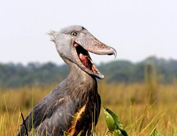 Uganda Birding Guide: The Shoebill Stork Edition