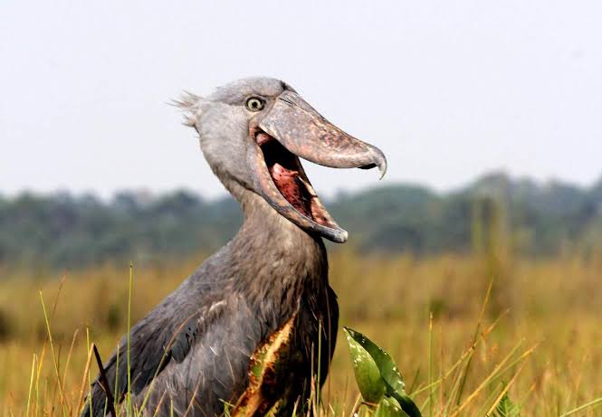 Uganda Birding Guide: The Shoebill Stork Edition
