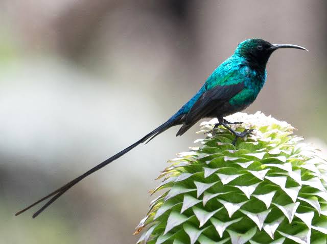 Birdwatching in Rwanda’s Virunga Highlands among misty forests and colorful mountain birds