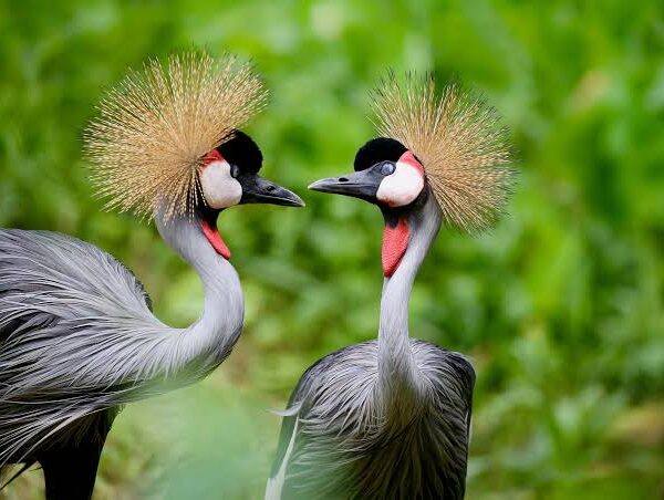 Uganda's Best Birding Guides and How to Choose One