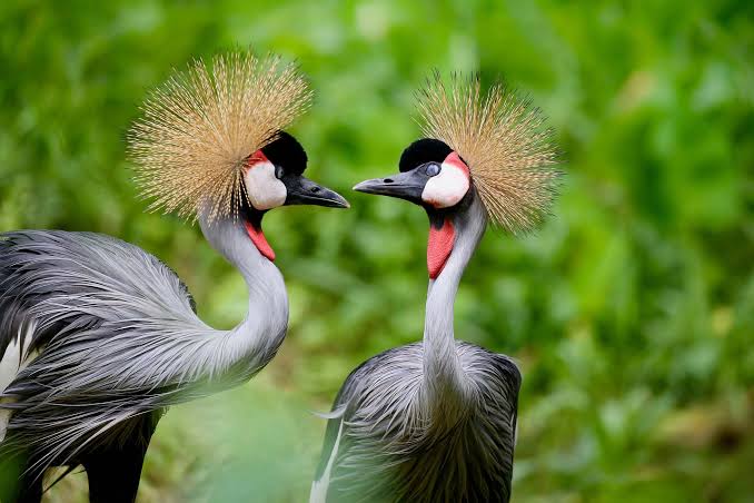 Uganda's Best Birding Guides and How to Choose One