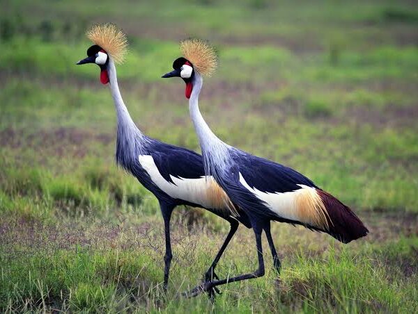 East Africa Birding Circuit