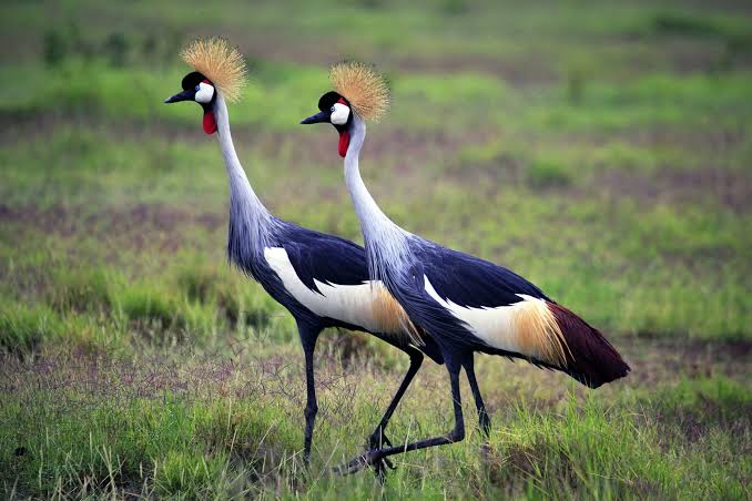 East Africa Birding Circuit