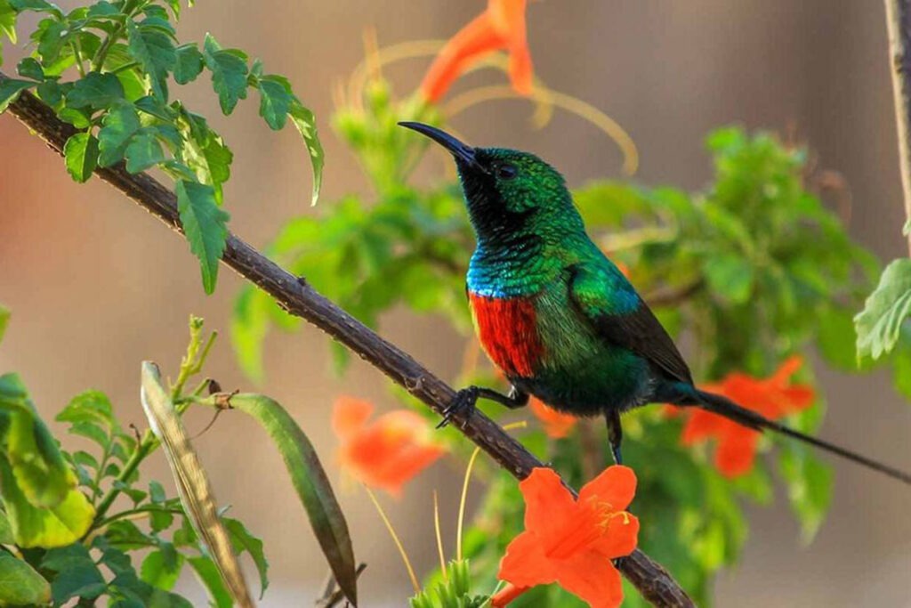 Lake Kivu shoreline with colorful birds resting among Rwanda's lush green vegetation