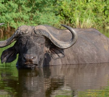 Buffalo In Water